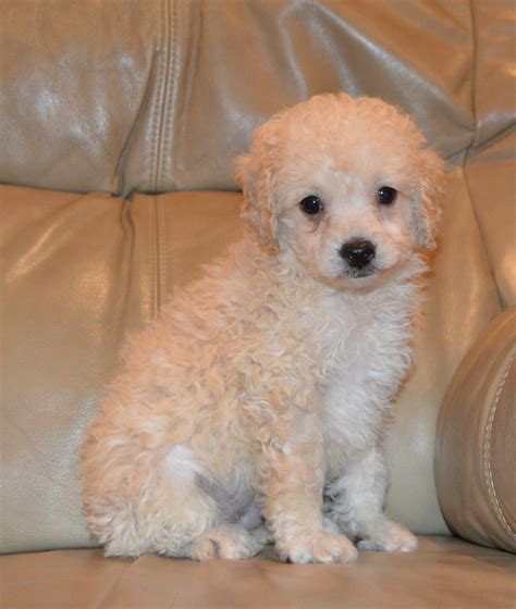 The poodle passes on its incredible intelligence and its non shedding coat. Cockapoo Puppies For Sale | Celina, OH #257305 | Petzlover