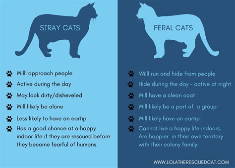 What Is The Difference Between A Stray And Feral Cat Lola The