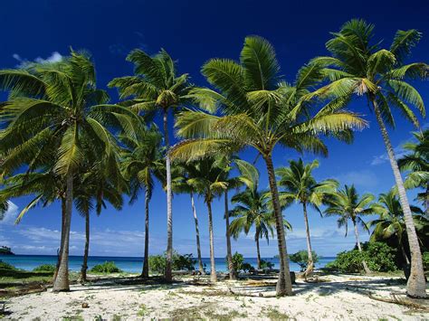 Tutorial Palm Trees