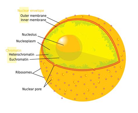With their ability to move, to respond to stimuli, respond to environmental changes and adapt to different modes of feeding defense mechanisms and. Nucleolus - Wikipedia