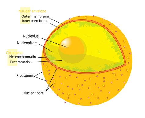 Animal cells have many distinct characteristics when compared to plant cells, including their varied shapes, their many types of organelles, their another characteristic of animal cells is the many types of organelles. Nucleolus - Wikipedia