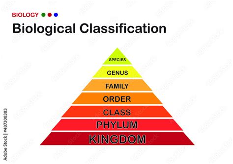 Biology Diagram Show Biological Classification Of Living Organism From