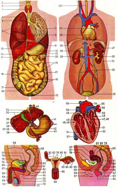 Human Anatomy Know It All