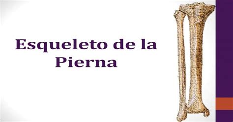 Esqueleto De La Pierna Pdf Document