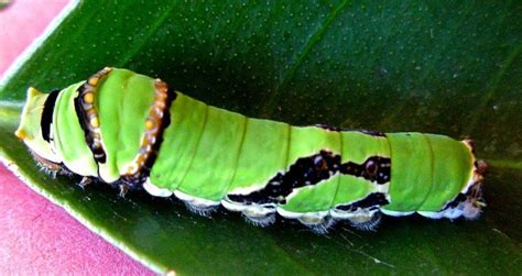 Caterpillar stage commonly known as orange dog caterpillars or orange dogs or orangedogs. Citrus plants | Infonet Biovision Home.