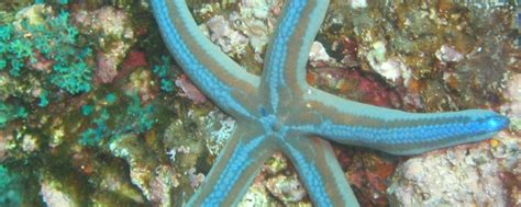 Top 4 Diving Spots Winter On San Juan Island Friday Harbor Hotels