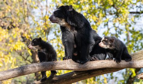 Andean Bear Archives The Animal Facts