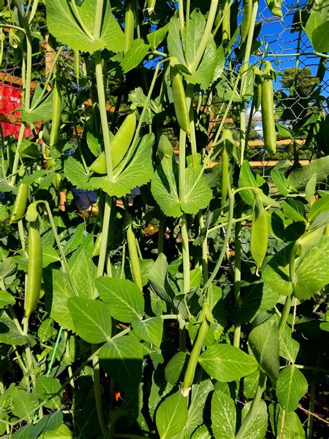 How To Presprout And Grow Sugar Snap Peas Step By Step