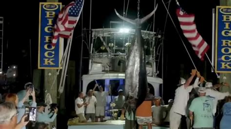 Fishing Crew Denied 35million Prize After 600lb Marlin Mutilated By