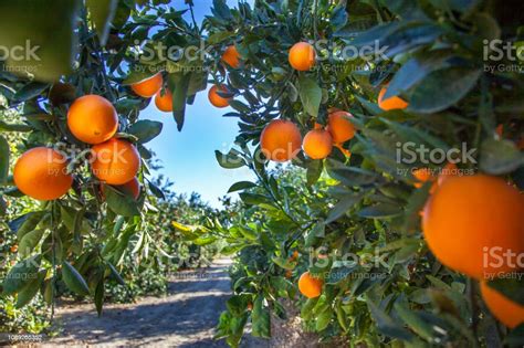 Orange Plantation In California Usa Stock Photo Download Image Now
