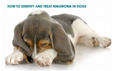 How To Identify And Treat Ringworm In Dogs Allivet Pet Care Blog