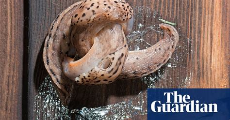 The Sex Life Of Slugs Environment The Guardian