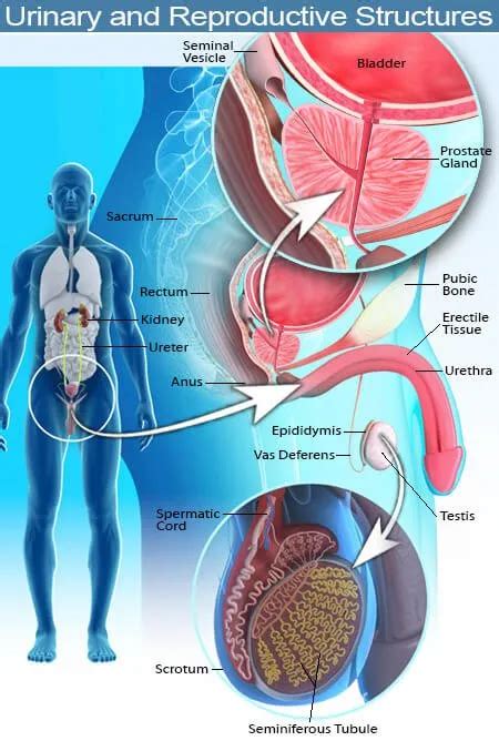 Testicular Pain Disorders Right Or Left Symptoms Treatment