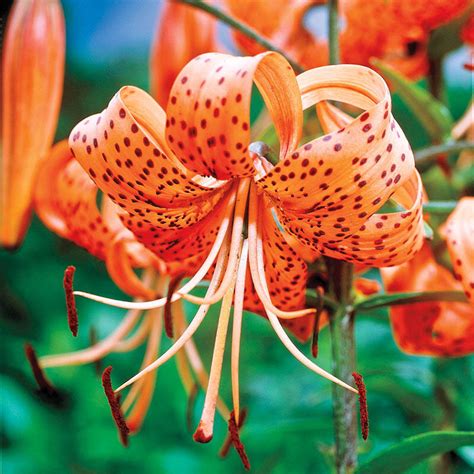 Shop Orange Tiger Lily Brecks