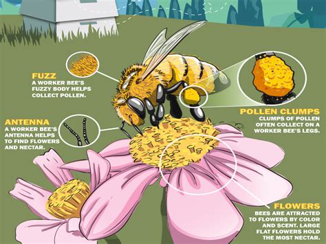 What Is Pollination Diagram For Kids Bees Honey