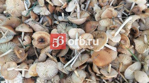 Диета 1 грибы Как заготовить грибы на зиму? Оренбуржцы делятся проверенными рецептами Как заготовить грибы на зиму? Оренбуржцы делятся проверенными рецептами Диета 1 грибы