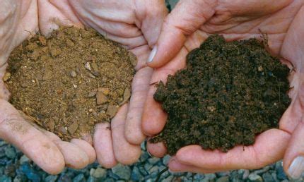 The Difference Between Fill Dirt And Topsoil