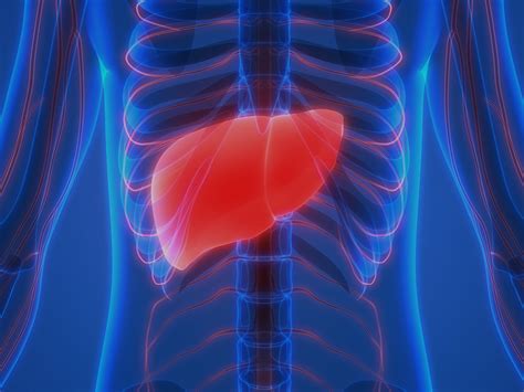 Liver Location In Human Body Picture