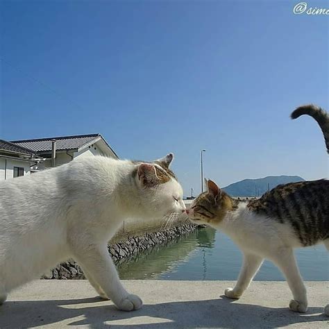 📷 From Simabossneko 〰️ Double Tap 〰️ Cutecatonline Cats Cat Lovers