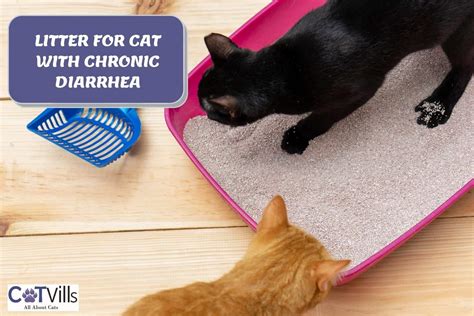 5 Best Litter For Cats With Chronic Diarrhea 2024 Review