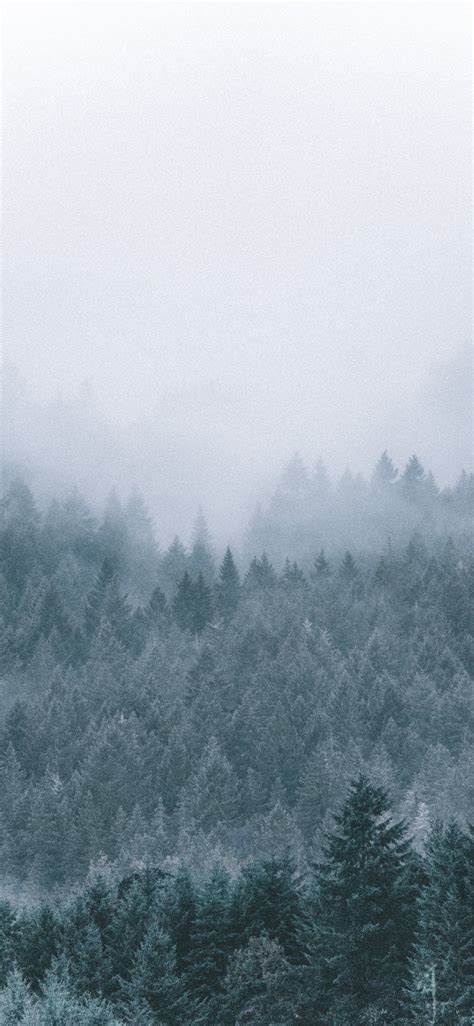 Foggy Winter Forest Wallpapers Top Free Foggy Winter Forest
