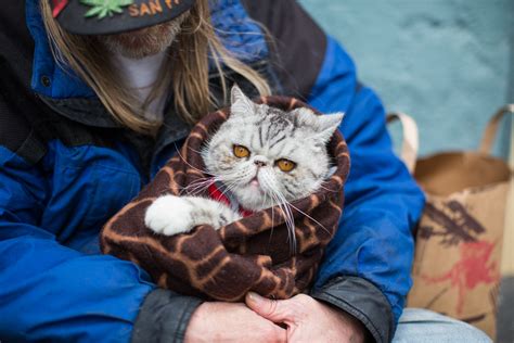 Advertising Photography Cat Wrapped In Blanket By Mark Rogers