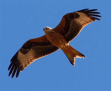 This Month Is The 30th Anniversary Of The Re Introduction Of Red Kites