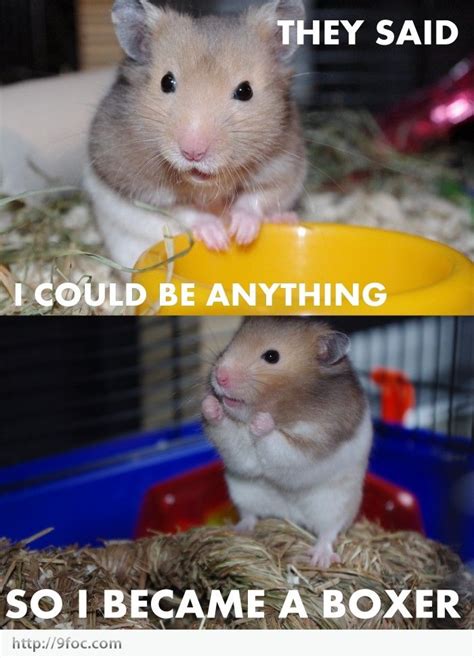 Funny Hamsters Funnyhamsterbecameaboxer Adorable