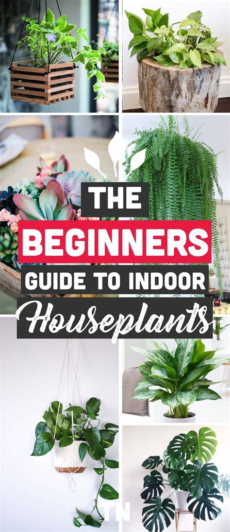 I'll share my experience with houseplants, allergy, and share nasa research proving houseplants can help remove chemicals and molds from the best indoor plants for clean air and low light settings + 15 planter ideas. The Best Indoor Plants for Clean Air And Low Light ...