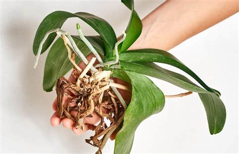 How To Revive An Orchid From Dying Plantly