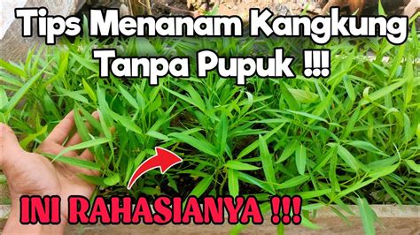 Tips Dan Cara Menanam Kangkung Darat Tanpa Pupuk Tumbuh Subur Youtube