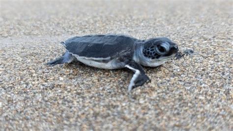 Do Not Disturb Myrtle Beach Sea Turtle Nesting Season Starts May 1