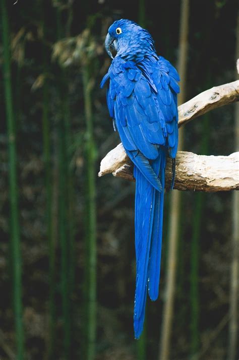 Hyacinth Macaw Biggest Parrot Of All Parrots Joy