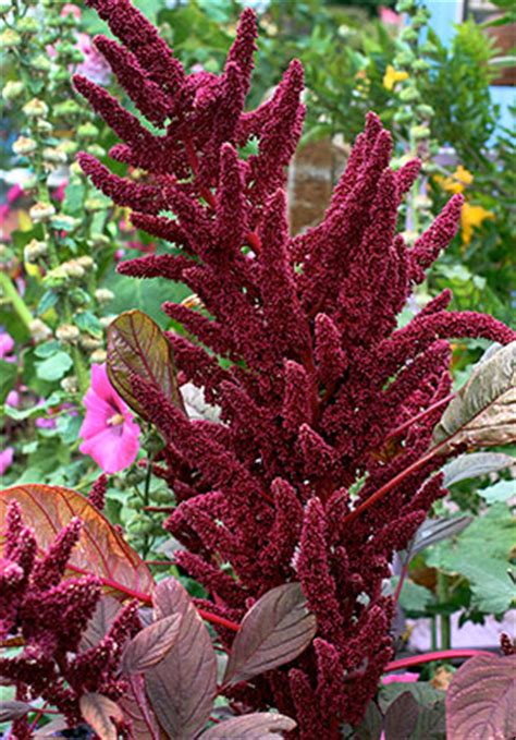 Ukraine organic seeds №1482 name: Amaranthus hypochondriacus 'Giant Purple' - Buy Online at ...