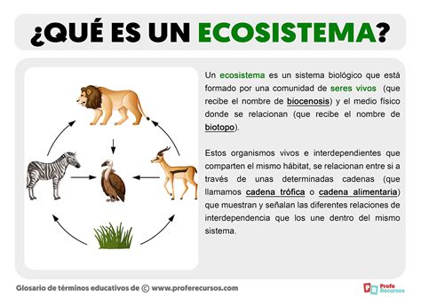 ¿qué Es Un Ecosistema Concepto Y Definición De Ecosistema
