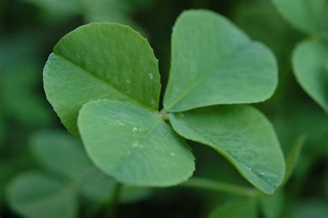 Debunking The History And Mystery Behind The Four Leaf Clover Portola