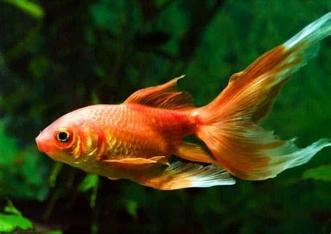 Ikan Hias Goldfish Semua Yang Perlu Kamu Ketahui