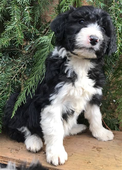 We have a profound appreciation for this wonderful breed. Bordoodle Puppies For Sale | Doodle Puppy