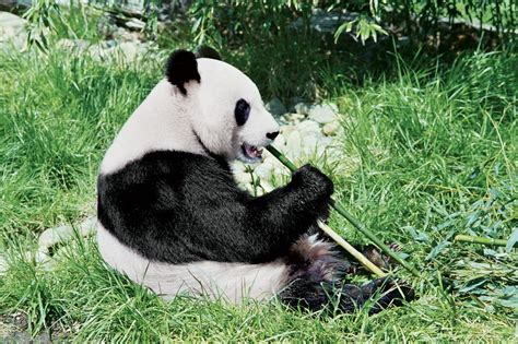 Suddenly New Yorks Rich Are Obsessed With Importing Pandas