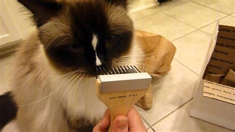 The best cat brush depends on what type of hair and personality your cat has, so we have several top choices for you. Best Cat Brush for a Ragdoll Cat Arrives for Review! - ねこ ...