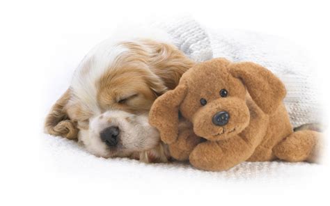 Snoozing With Snuggles Wallpapers Hd Wallpapers Id 8261