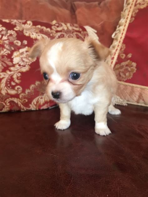 Chihuahua Puppies For Sale Roanoke Va 273323 Petzlover