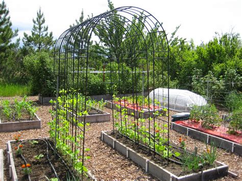 Pole Bean Trellis Idea Susans In The Garden