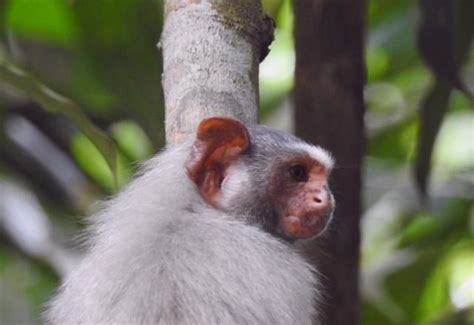Mico Rondoni Bióloga Trabalha Na Preservação Do Primata Sbt