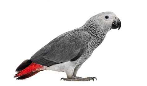 African Grey Parrot Stock Photo By ©cynoclub 73558369
