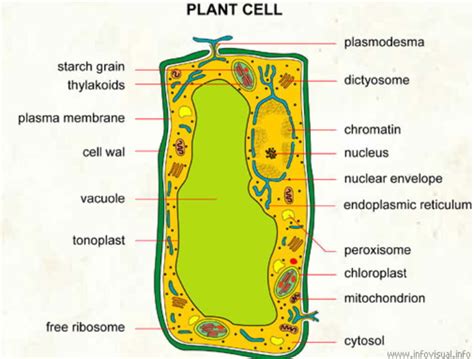 Plant Cell Visual Dictionary Didactalia Material Educativo