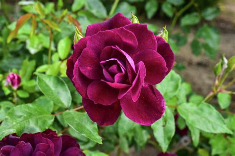 Burgundy Rose 1 Photograph By Linda Brody Pixels