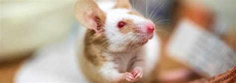 Mouse Health And Welfare Tips Rspca