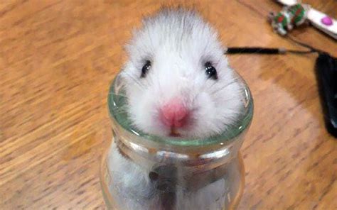 Hamster Hides In Glass Bottle During Japan Earthquake