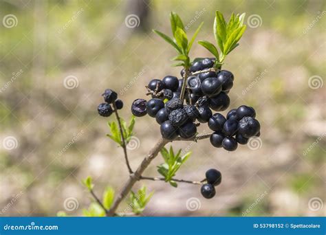 Common Privet Berries In The Forest Stock Photo Image Of Fall